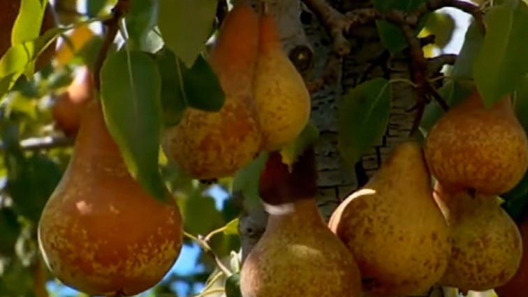 South Africa produces some of the best pears in the world.