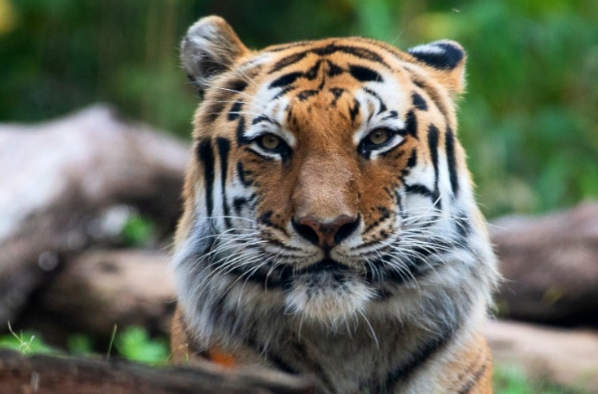 The tiger jumped into the adjacent tiger enclosure killing another male Siberian tiger.