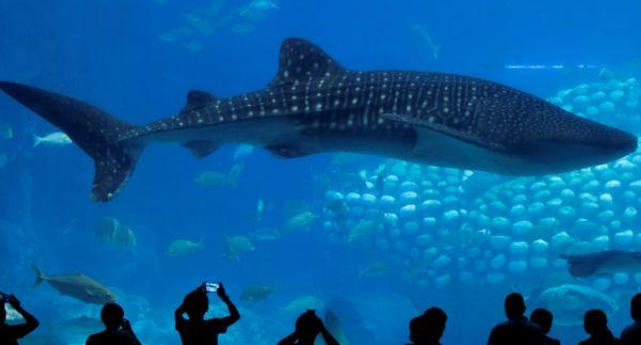 Scientists now will be able to calculate a whale shark’s age after its death - one ring equals one year. But just as importantly the study established that these endangered marine giants possess a very slow growth rate.