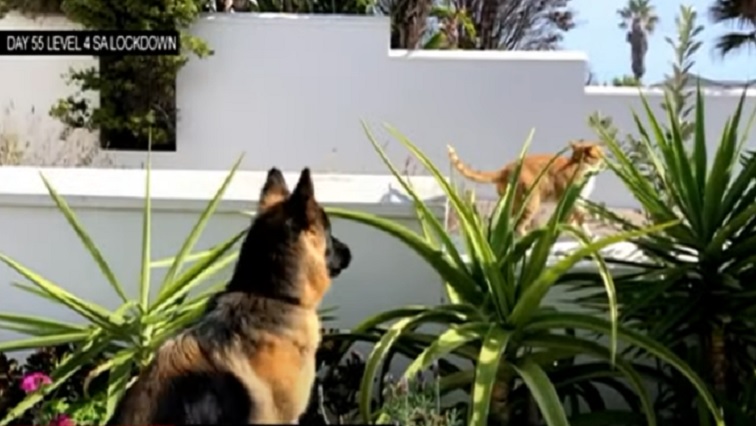 Cat, Henry and German Shepard, Rudi, learn to get along as the lockdown continues.