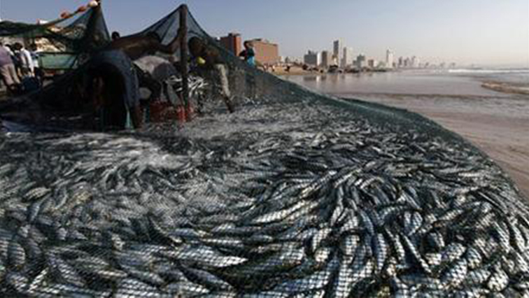 Last week, large concentrations of sardines were seen off the Eastern Cape Coast between East London and Mazeppa Bay, during winter colder sea temperatures schools of sardines move from the Agulhas Bank at the Southern Cape up the coast to KwaZulu-Natal.