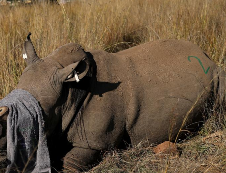 245 of the rhinos were killed in the Kruger National Park.