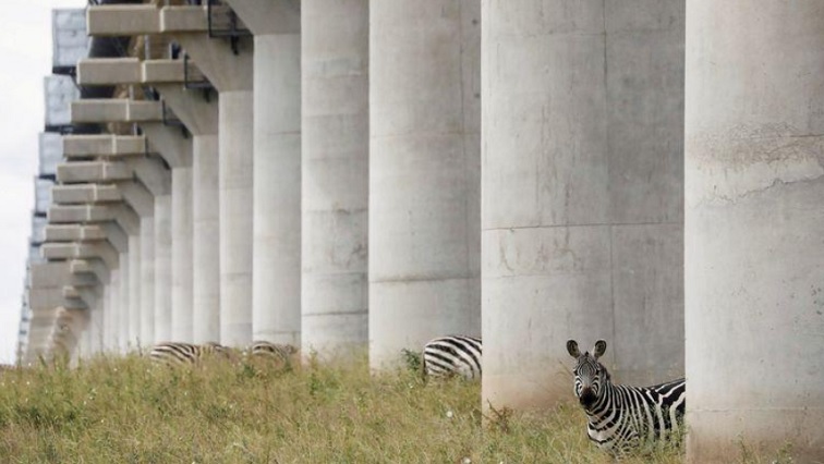 Zebras graze under the bridge of the Standard Gauge Railway (SGR) line, inside the Nairobi National Park in Nairobi, Kenya, July 9, 2020.