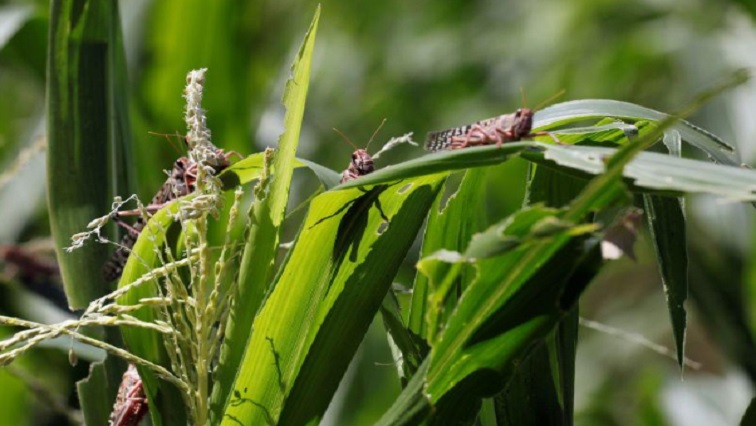 Desert locust are seen eating a maize plant at the village of Nadooto near the town of Lodwar, Turkana county, Kenya, June 30, 2020.