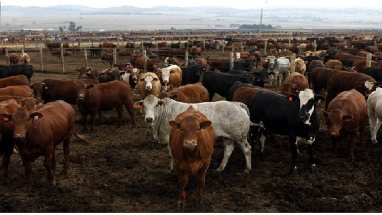 The KwaZulu-Natal state veterinarian is appealing to farmers to wait for the results of the assessment to establish a way forward.