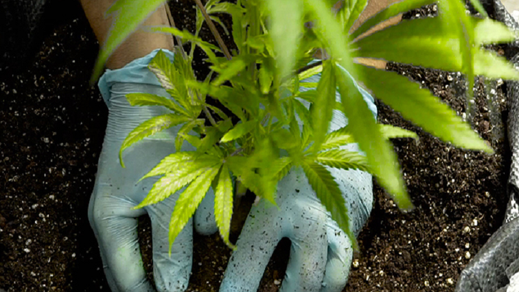 A cannabis farmer tends  a plant