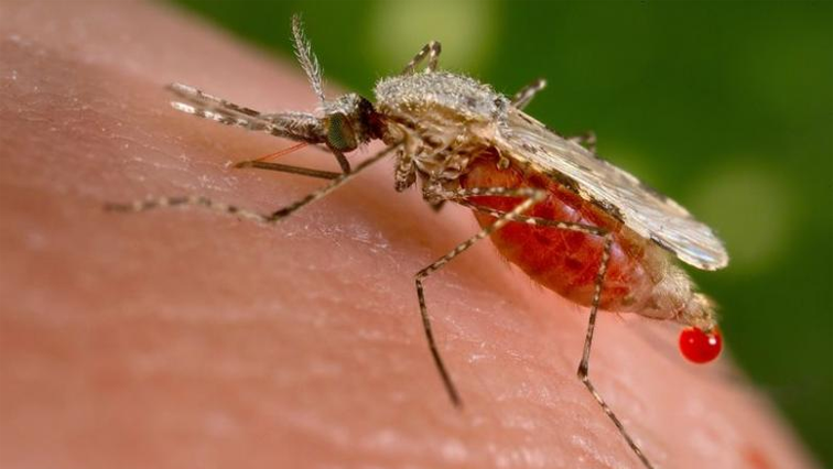 According to WHO‘s latest World malaria report, progress against malaria continues to plateau, particularly in high burden countries in Africa.