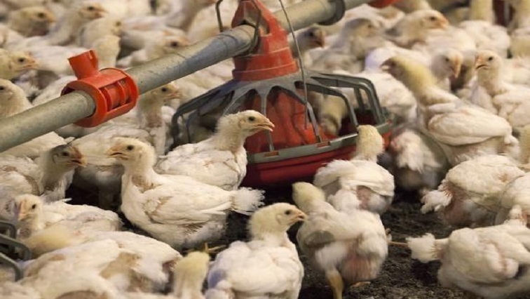 Highly pathogenic bird flu, most likely brought by migrating birds from the Asian/European continent, has spread to 8 of Japan’s 47 prefectures.