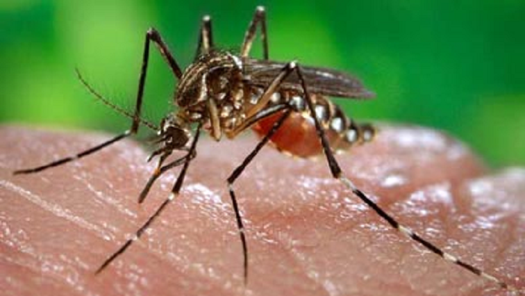 The World Health Organisation said in November that deaths from malaria due to disruption during the coronavirus pandemic to services designed to tackle the mosquito-borne disease, will far exceed those killed by COVID-19 in sub-Saharan Africa.