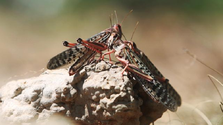 Swarms of locusts, which are part of African cosine, started to be noticed in the area during the recent heavy rains.