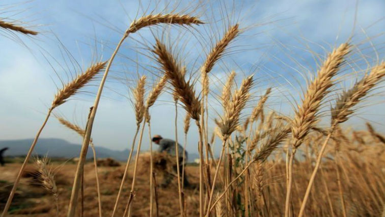 Sudan consumes about two million tonnes of wheat per year, officials say.