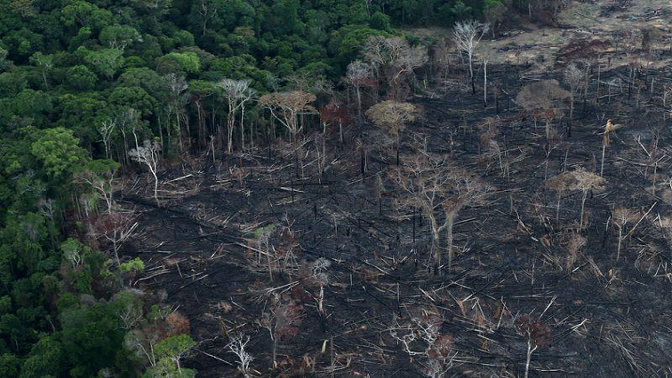 Brazil has been widely criticised for its failure to curb deforestation in the Amazon, the world's largest rain forest.