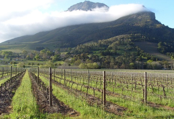  

Offering the highest density of premium wines in the country, Stellenbosch Wine Routes paved the way for the creation of the country's wine tourism industry