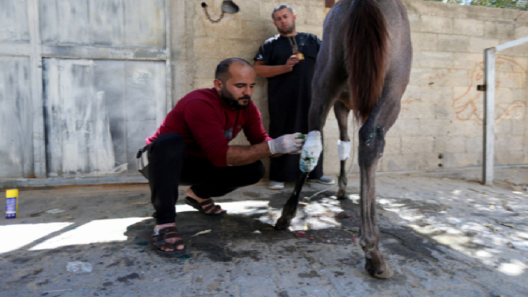 A man treats Palestinian Omar Shahin's horse, which was wounded during the Israeli-Palestinian fighting, in the northern Gaza Strip on May 24, 2021.