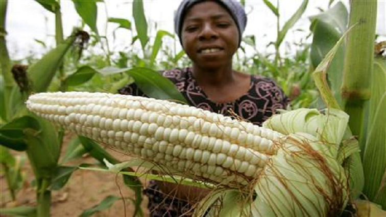 Farmers in Zimbabwe have started harvesting 2021's crop, which is expected to come in at 2.7 million tonnes after higher than normal rainfall.
