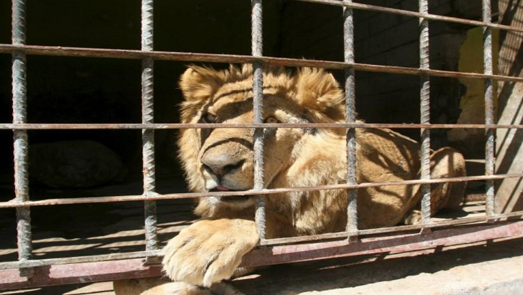 The panel also recommends ethical and humane procedures to euthanise existing captive lions.