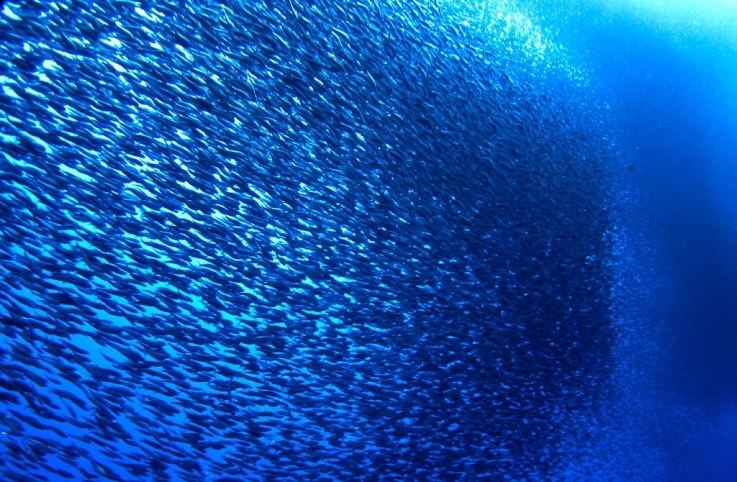 The sardine run is a much-anticipated phenomenon every winter