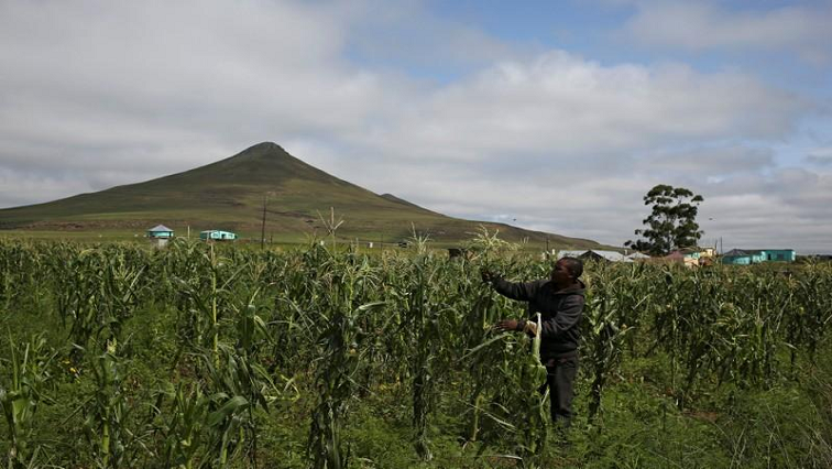 A subsistence farmer inspects his crop at Siqikini location, outside Cofimvaba, Eastern Cape province, South Africa.