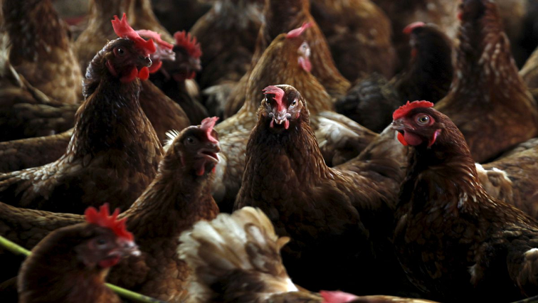 Chickens are seen in a contaminate farm while workers from the Animal Protection Ministry prepare to cull them to contain an outbreak of bird flu, at a farm in the village of Modeste, Ivory Coast.