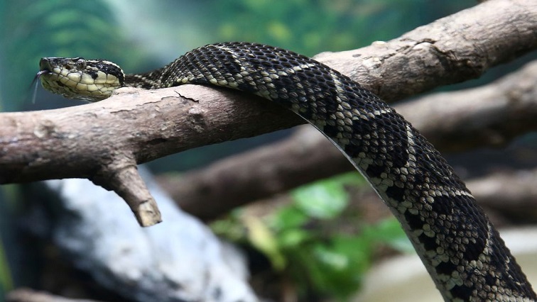 A jararacussu snake, whose venom is used in a study against the coronavirus disease (COVID-19), is seen at Butantan Institute in Sao Paulo, Brazil.