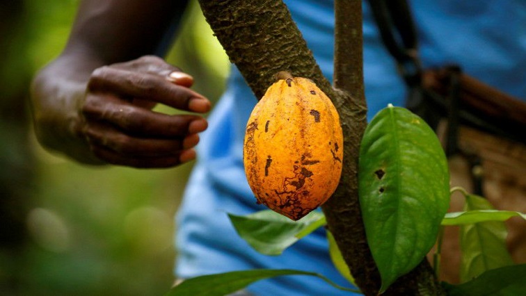 A farmer prepares to collect a cocoa pod at a cocoa farm in Alepe, Ivory Coast December 7, 2020.