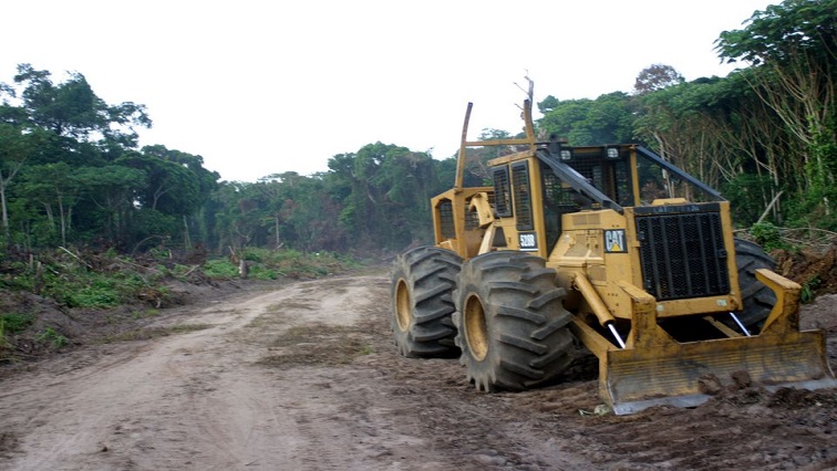 Menteri Lingkungan Kongo mengatakan tanda tangan dipalsukan pada izin hutan – SABC News
