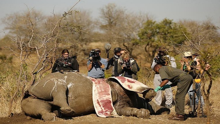 Members of the media film as a ranger performs a post mortem on the carcass of a rhino after it was killed for its horn by poachers at the Kruger national park in Mpumalanga province August 27, 2014.