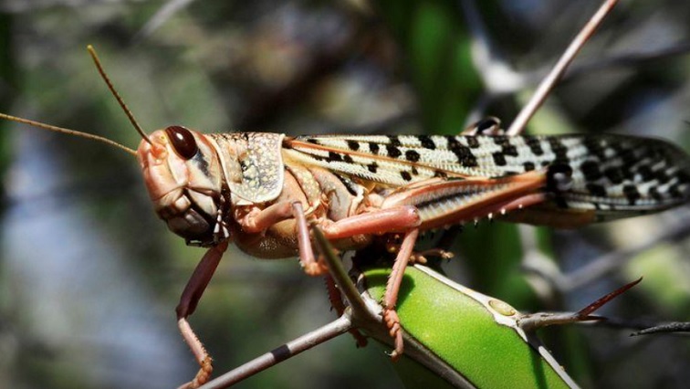 [File photo] A brown locust seen on a plant