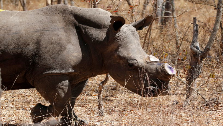 File image: A white female rhino named Carol is seen after she was dehorned.