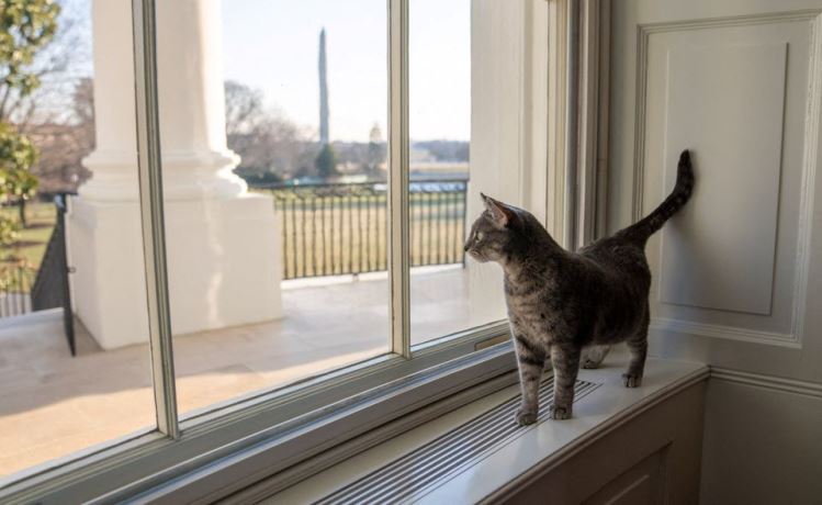 Willow, US President Joe Biden and first lady Jill Biden’s new pet cat, is seen in a White House handout photo as she looks out a window of the White House towards the Truman Balcony, the South Lawn and the Washington Monument in Washington, US, January 27, 2022.