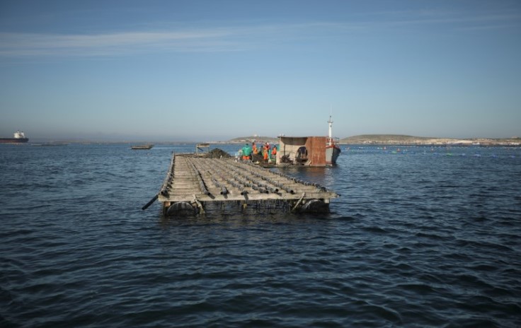 Workers aboard an aquaculture raft sort mussels and oysters in Saldanha Bay near Cape Town, South Africa, June 15, 2021. Picture taken June 15, 2021.