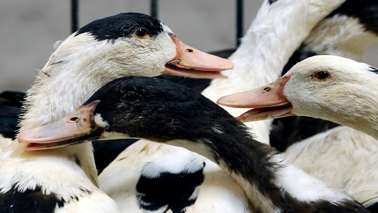AS temukan lebih banyak kasus flu burung pada burung liar, identifikasi strain – SABC News