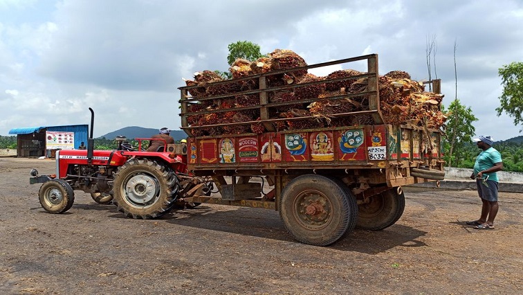 A farmer prepares to unload oil palm bunches from a tractor trolley in a mill at Dwaraka Tirumala in the southern state of Andhra Pradesh, India, September 1, 2021.
