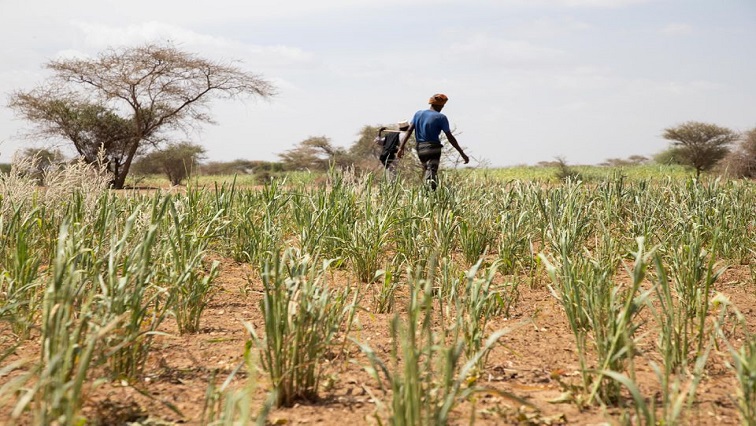 Farmers walk in a plantation in Adadle district, Biyolow Kebele in Somali region of Ethiopia, in this undated handout photograph.