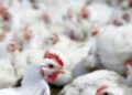 File image: Chicken  pictured at a poultry factory
