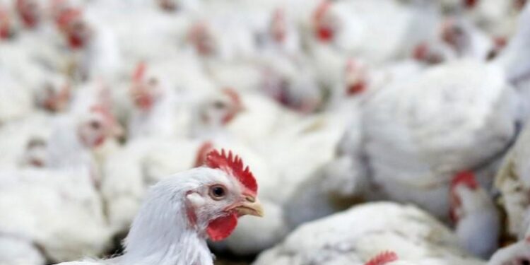 File image: Chicken  pictured at a poultry factory