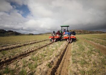 Workers plant seedlings of rooibos tea at a farm near Vanrhynsdorp, in the West Coast District Municipality in the Western Cape on June 30, 2021.