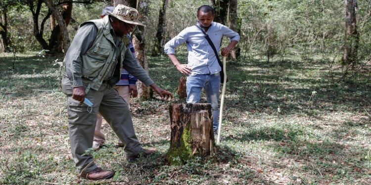 Environmental activist Christopher Muriithi, chairman of the Oloolua Community Forest Association examines the stem of a tree inside the Oloolua Forest, near Nairobi, Kenya, February 21, 2022.