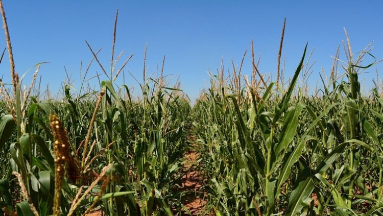 Maize field in Mpumalanga, South Africa.