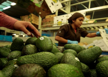 The packaging process of avocados.