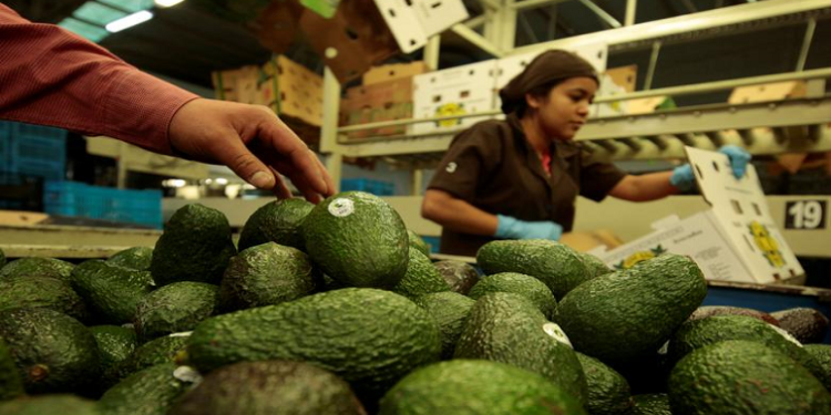 The packaging process of avocados.
