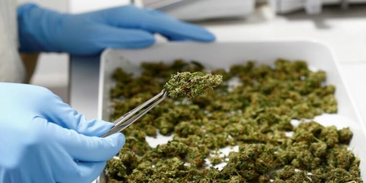 File image: An employee holds up cannabis in a laboratory at a herbal medicines manufacturer.