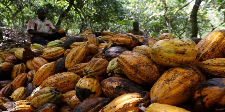 Farmers break cocoa pods at a cocoa farm in Soubre, Ivory Coast January 6, 2021.