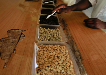 A worker at the Bradegate coffee factory sorts different types of roasted coffee at the factory in Karatina near Nyeri, Kenya June 3, 2021.