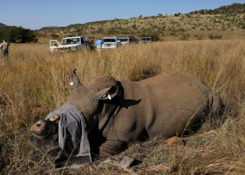 A rhino is photographed during a rescue operation