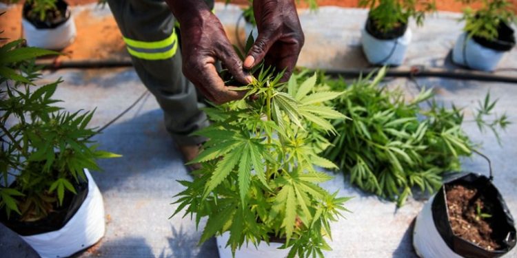 A worker inspects cannabis inside a green house in Bromley, a village in Mashonaland East province in Zimbabwe, April 22, 2022.