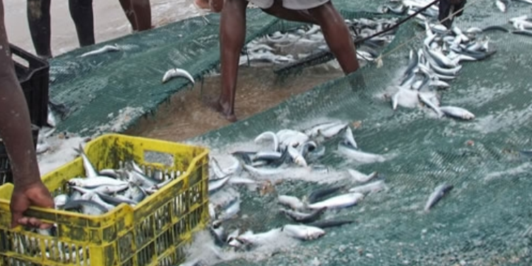 People with baskets and nets during a sardine run in KZN