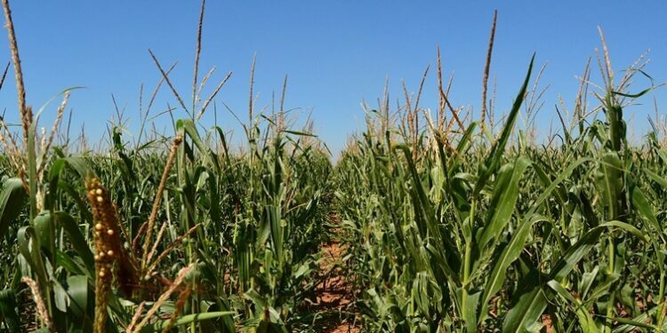 File Photo: A maize crop in South Africa