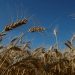 Ears of wheat are seen in a field near the village of Zhovtneve, Ukraine, July 14, 2016.