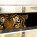 A 19-year-old partially blind tiger named Rambo looks on from inside a cage on a truck, after being rescued by a team of veterinarians and Wildlife Friends Foundation staff from a bankrupted Phuket Zoo in Phuket, Thailand June 7, 2022.